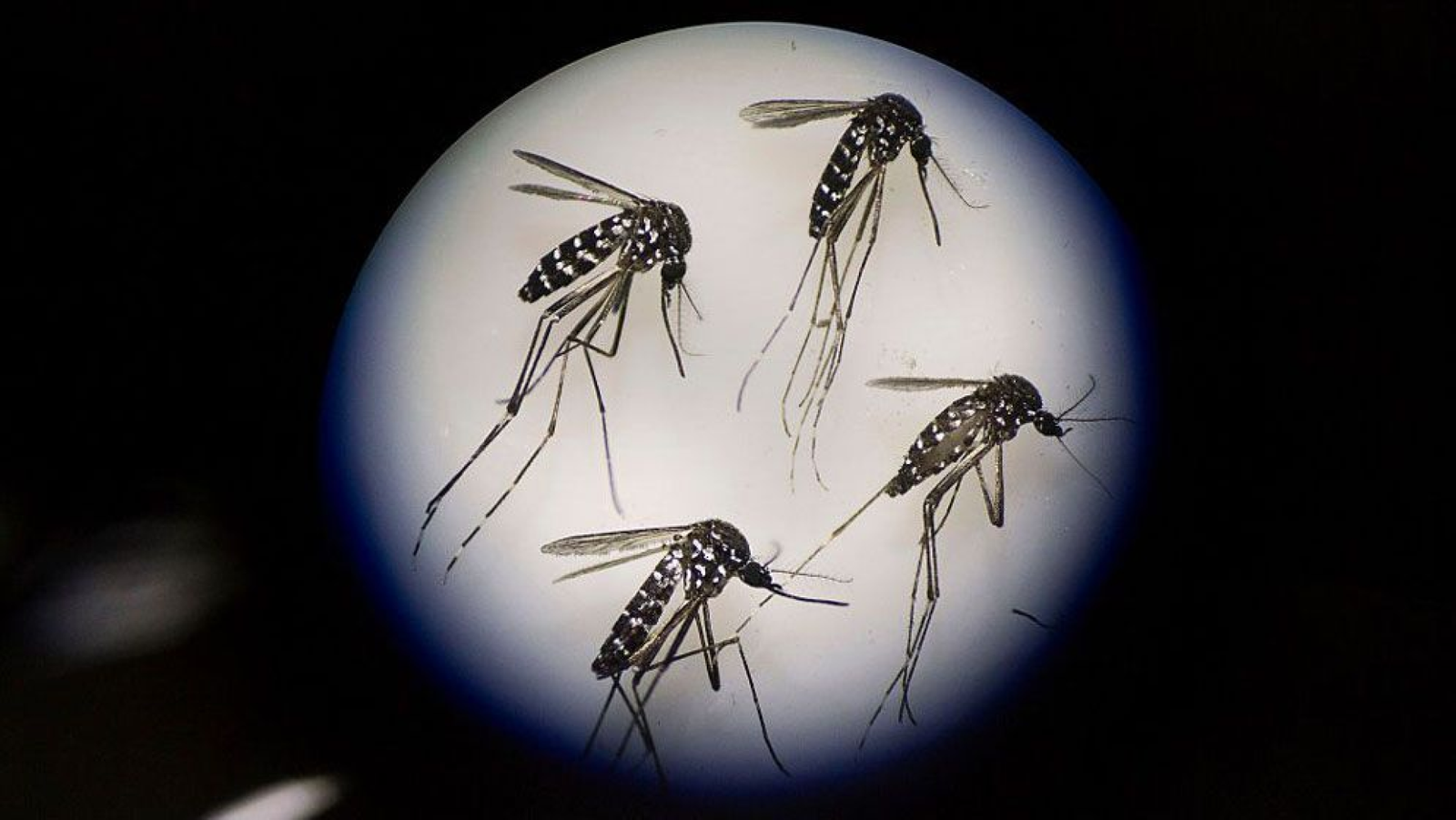 নীরবে থাবা বসাচ্ছে ডেঙ্গু, লাশের মিছিলে আরও ৫ জন